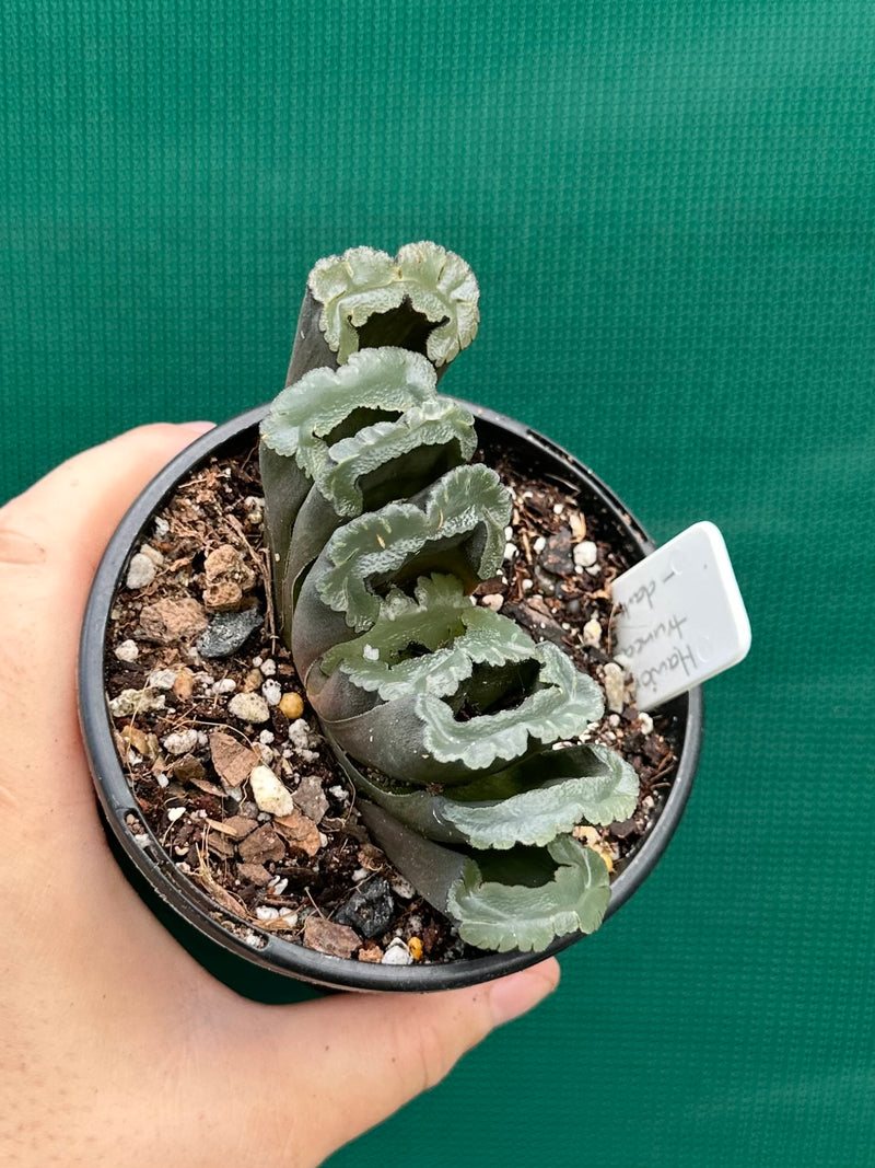 Haworthia truncata dark green NEW