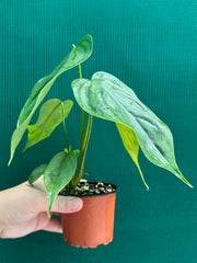 Philodendron ‘Tenue x Plowmanii’
