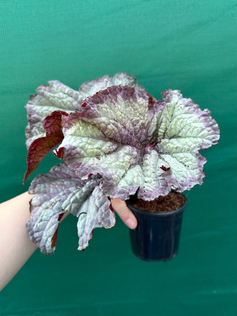 Begonia ‘Sun Seeker’ NEW