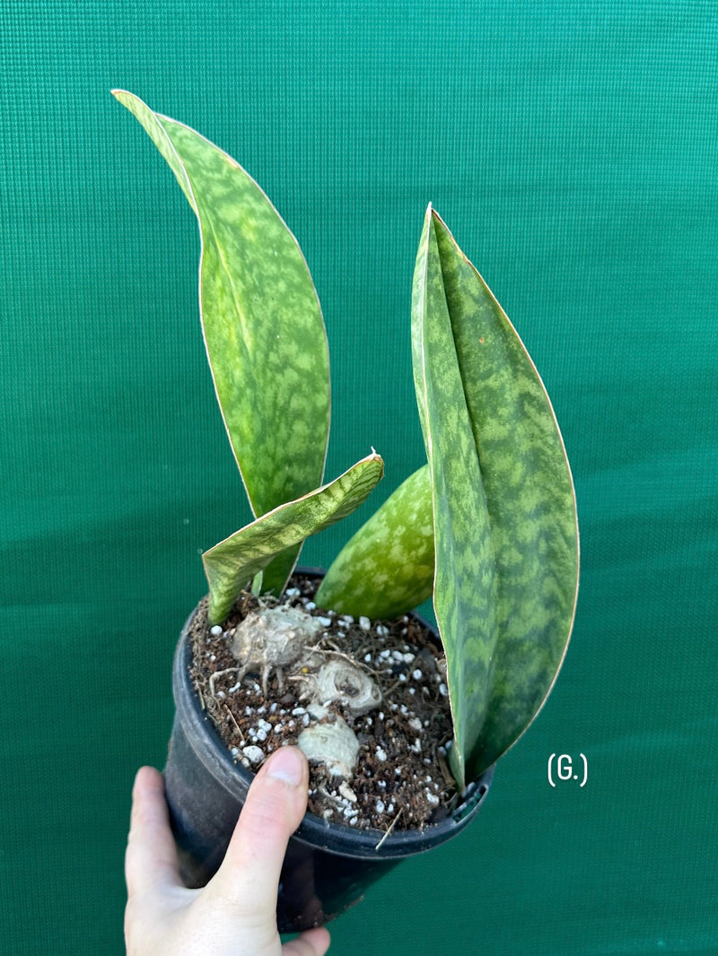 Sansevieria Masoniana ‘Mason’s Congo Paddle’ NEW