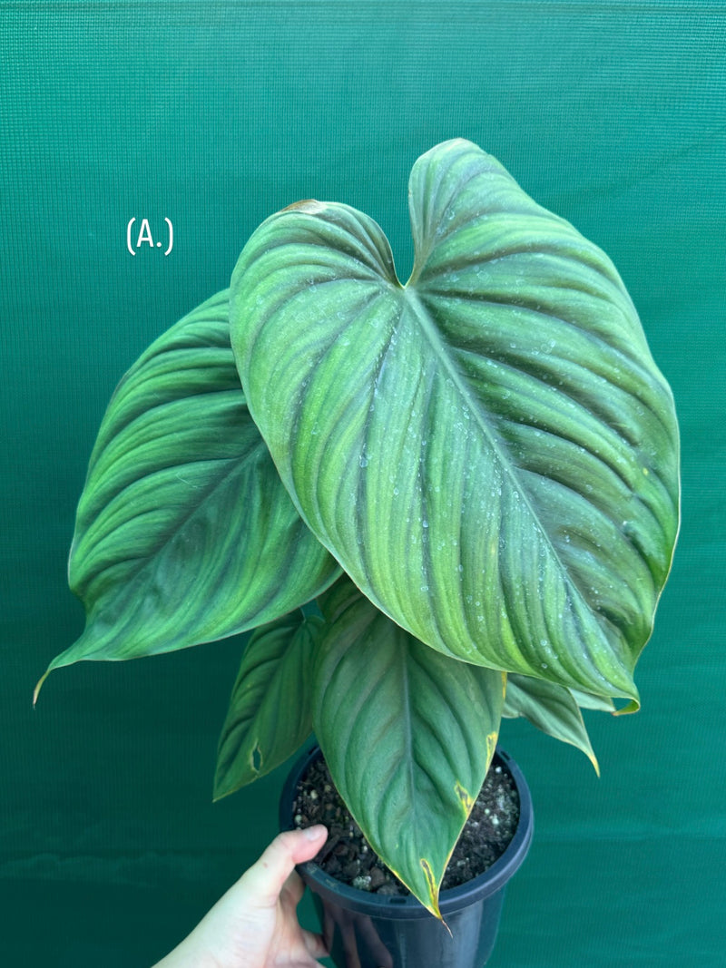 Philodendron sp Colombia NEW