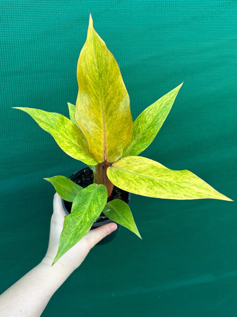 Philodendron ‘Orange Marmalade’ NEW