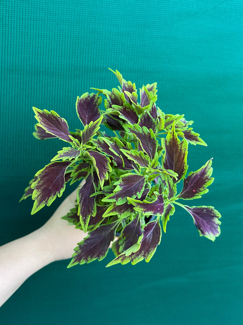 Coleus NOID 8