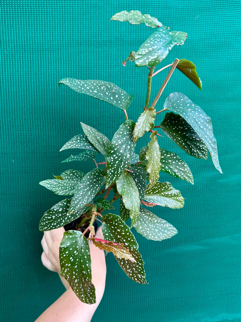 Begonia NOID 5