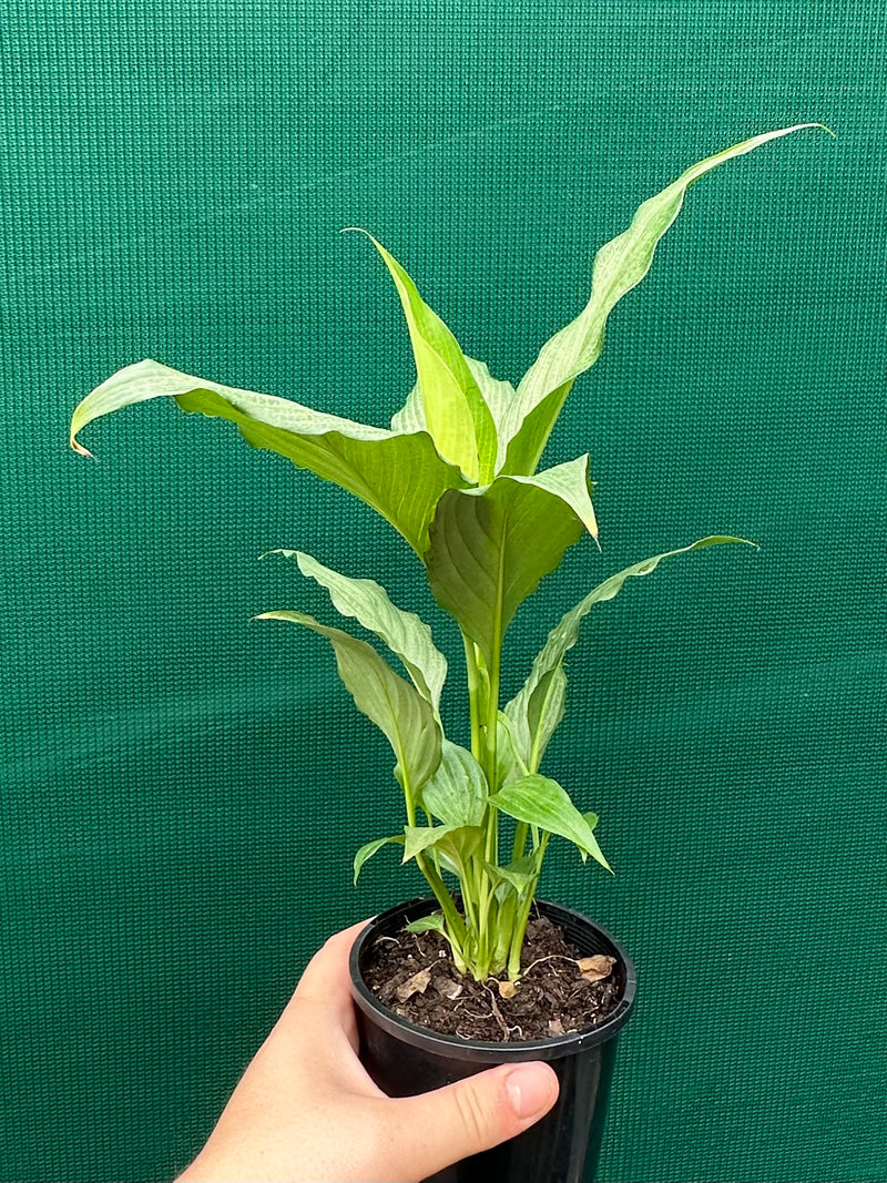 Spathiphyllum ‘Platinum Mist’