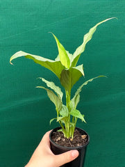 Spathiphyllum ‘Platinum Mist’