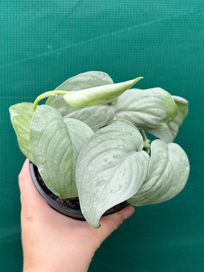 Schindapsus ‘Silver Hero’