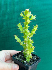 Euphorbia wakefielii NEW