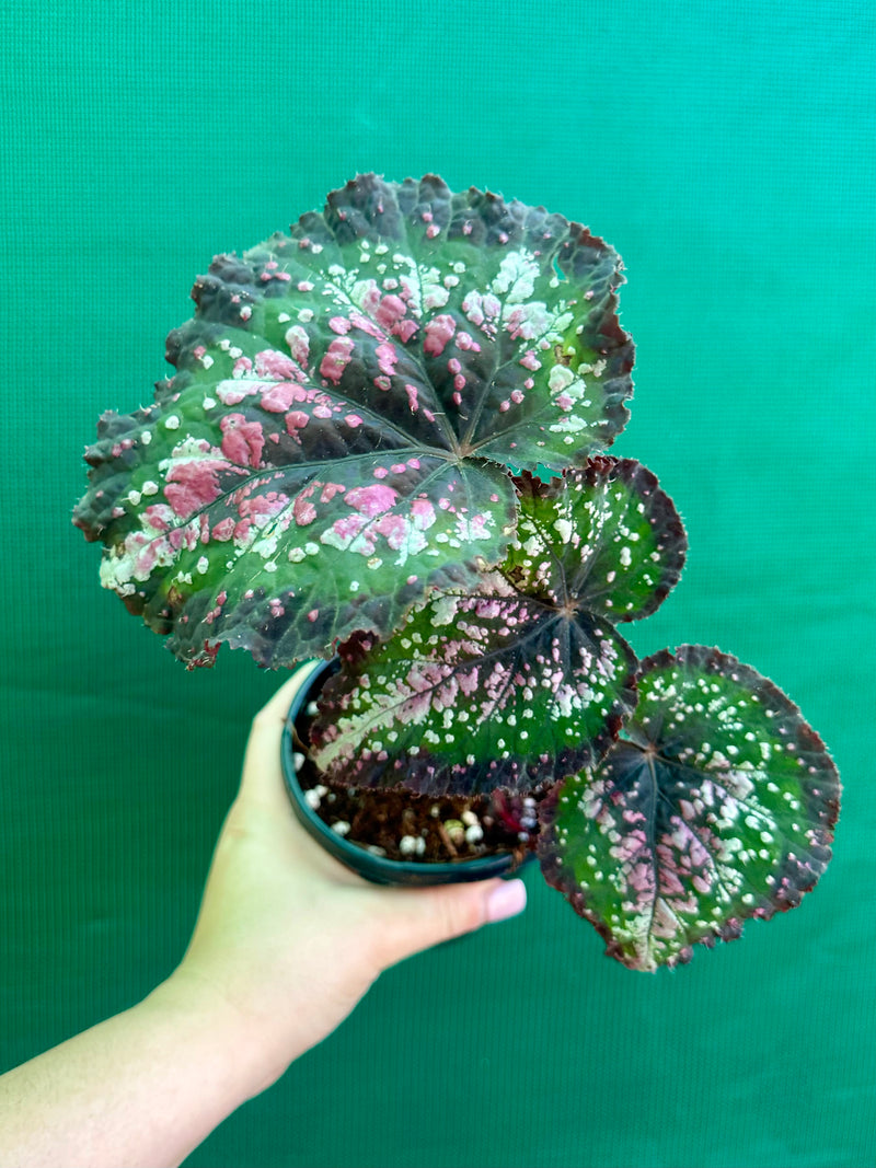 Begonia ‘R.B Hybrid 669’