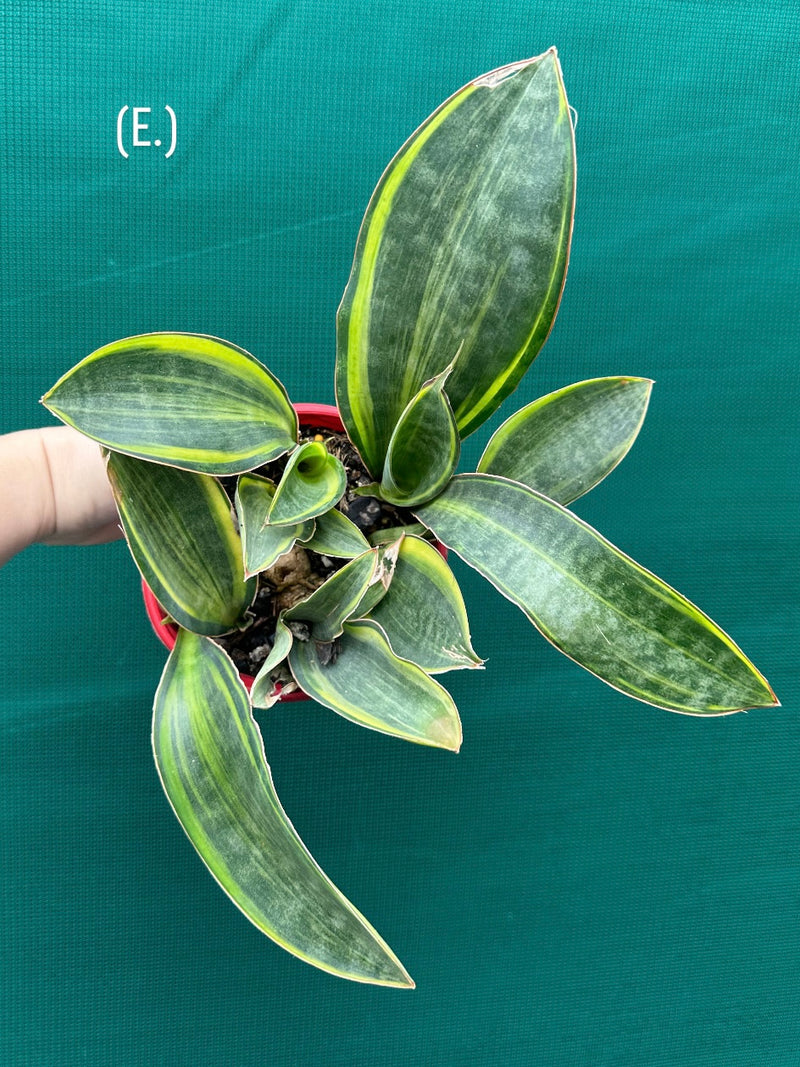 masoniana variegata NEW