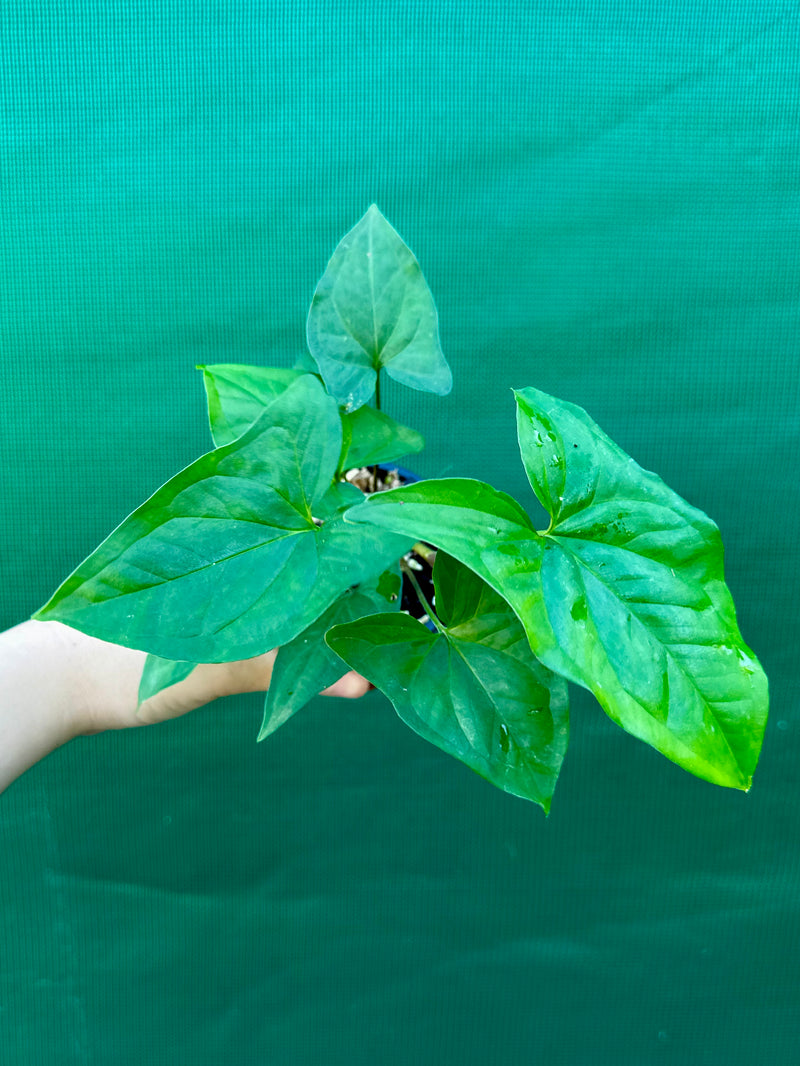 Syngonium 'Shamrock'