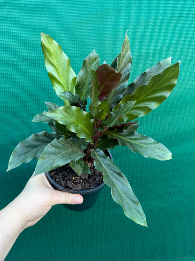 Calathea rufibarba NEW