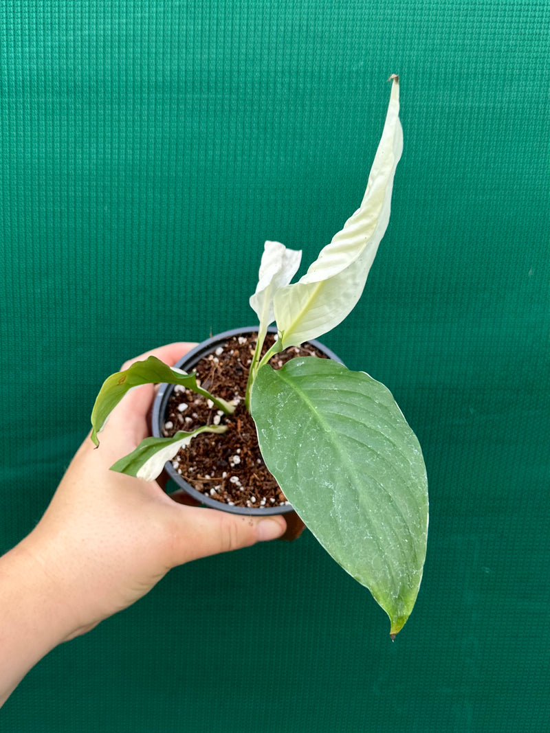 Spathiphyllum ‘Picasso’