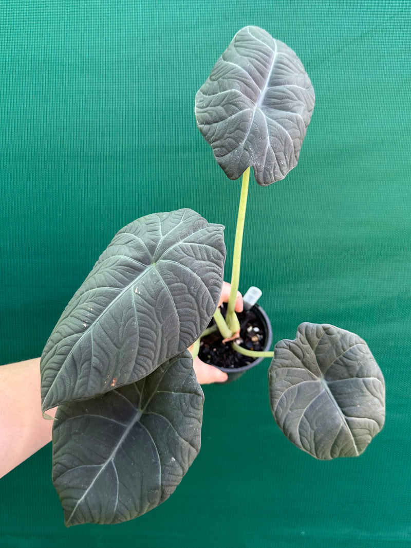 Alocasia ‘Inflos’ NEW