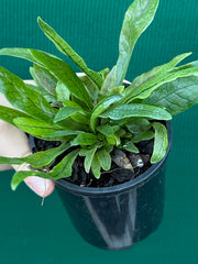 Microsorum musifolium ‘Crocodyllus’ NEW