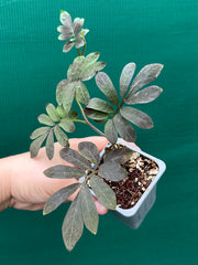 Solanum uleanum