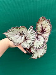 Begonia NOID 37