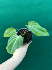 Philodendron ‘Gloriosum’