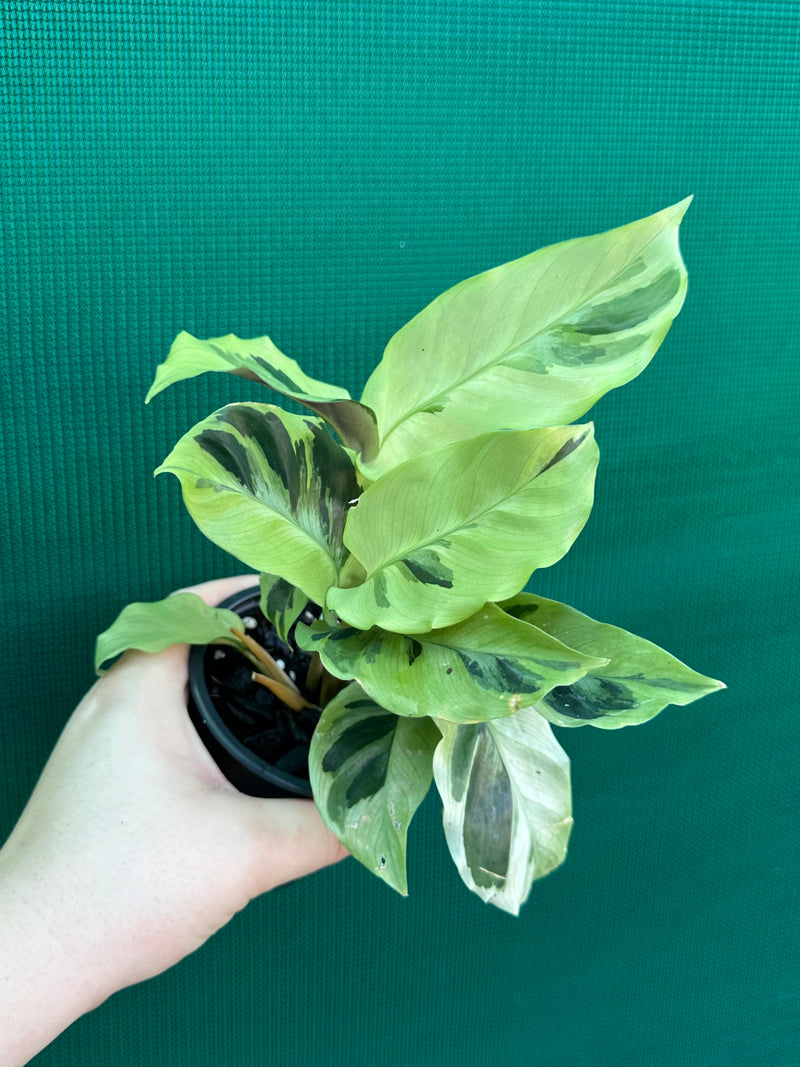 Calathea ‘Thai Beauty’