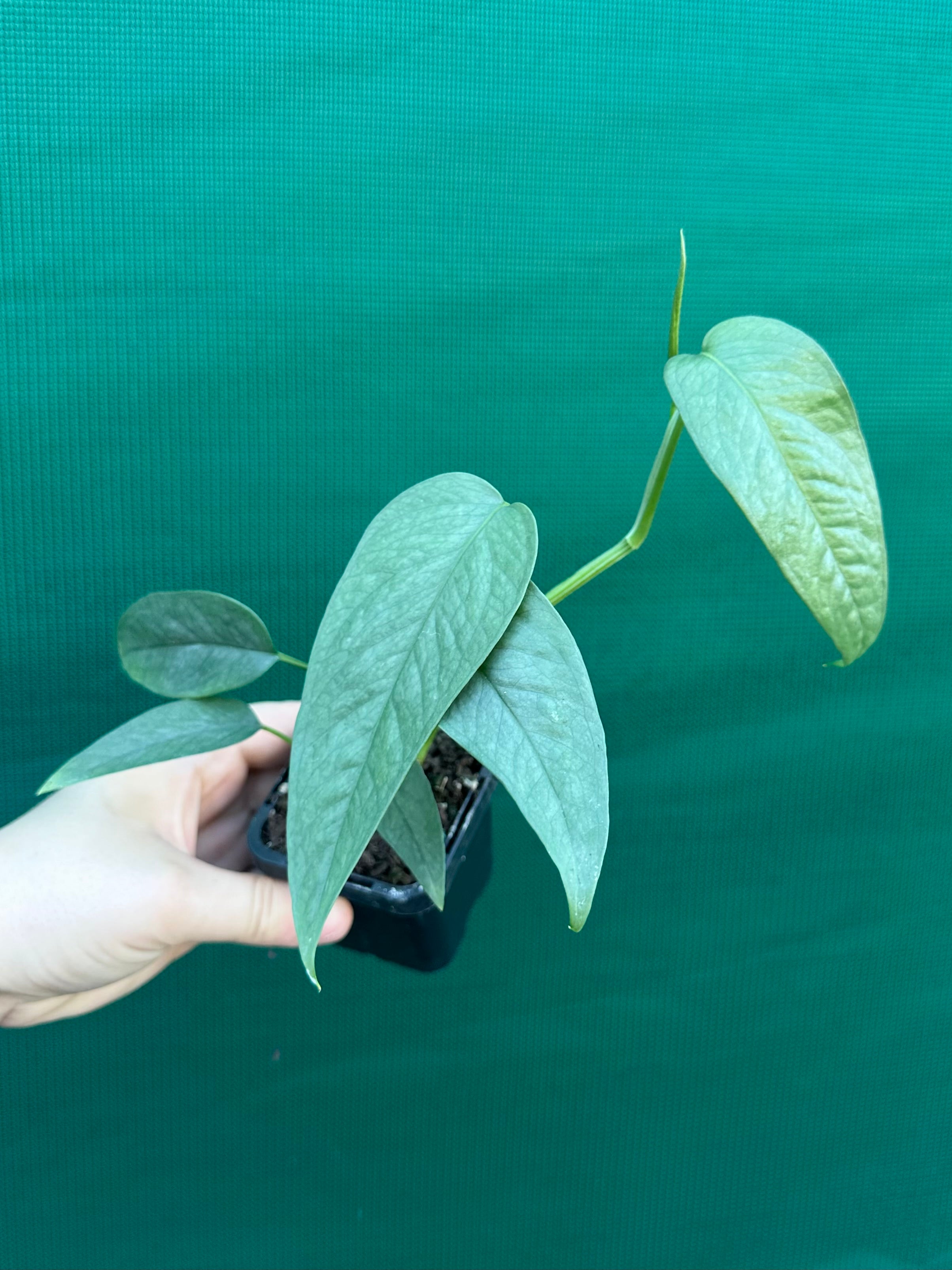 cebu blue pothos australia Epipremnum Pinnatum Cebu Blue