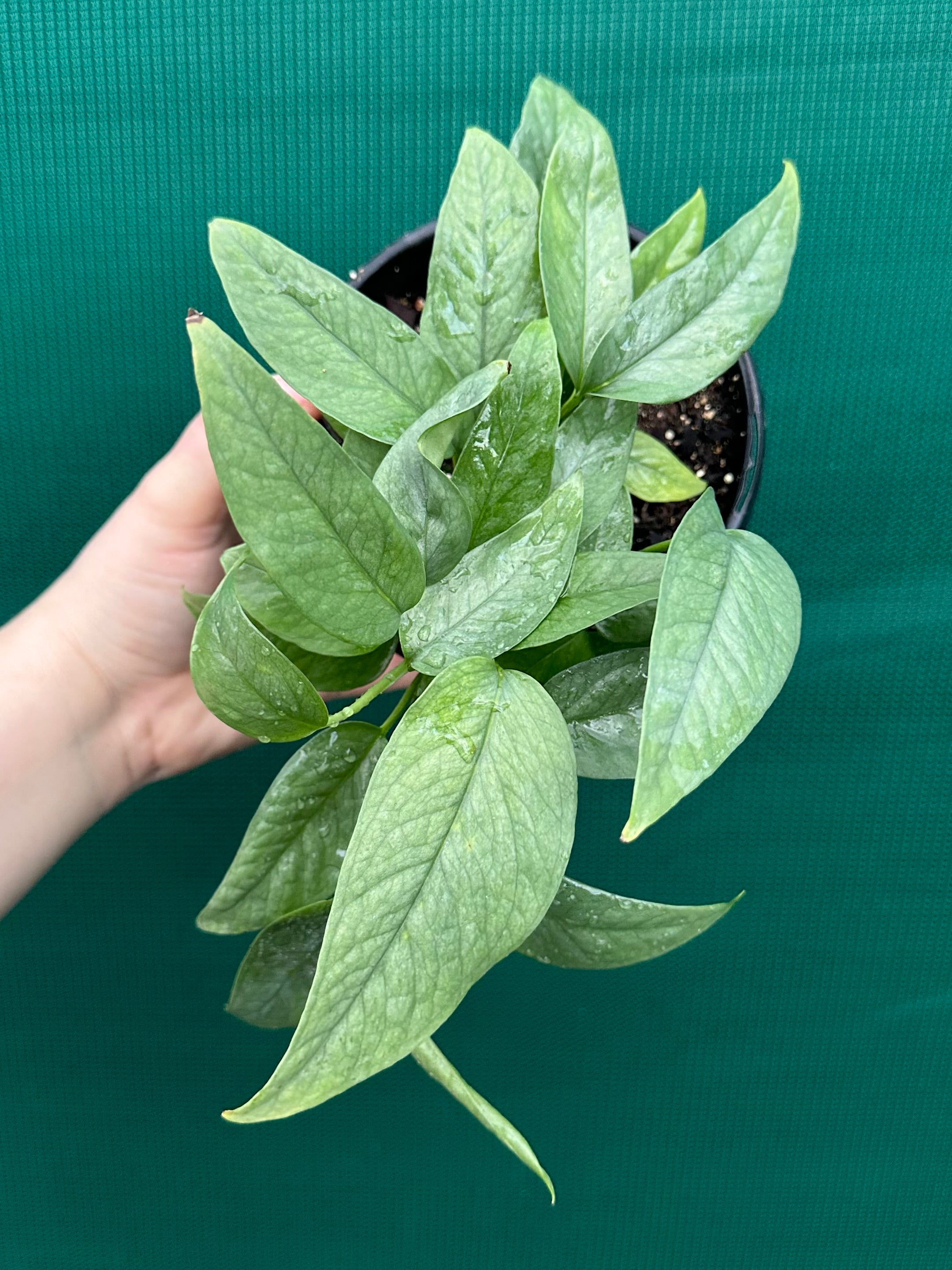 cebu blue pothos australia Epipremnum Pinnatum Cebu Blue