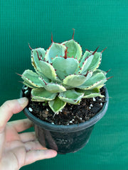 Agave kissho kan
