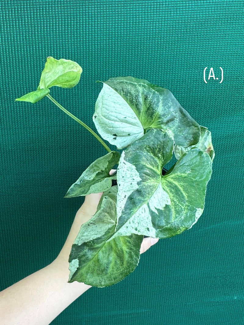 Syngonium 'Green Splash' NEW