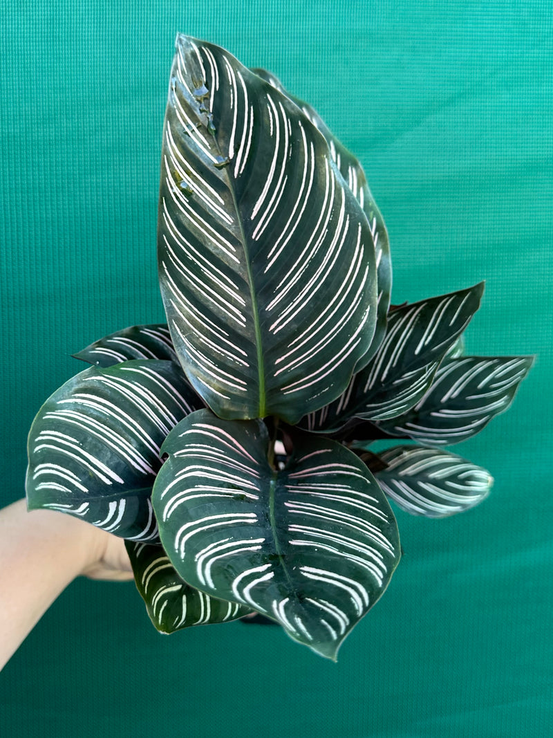Calathea ‘Sanderiana Beauty’
