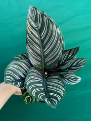Calathea ‘Sanderiana Beauty’