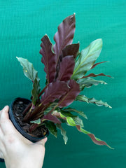 Calathea rufibarba NEW