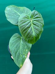 Philodendron 'Majestic' (Verrucosum x Sodiroi)