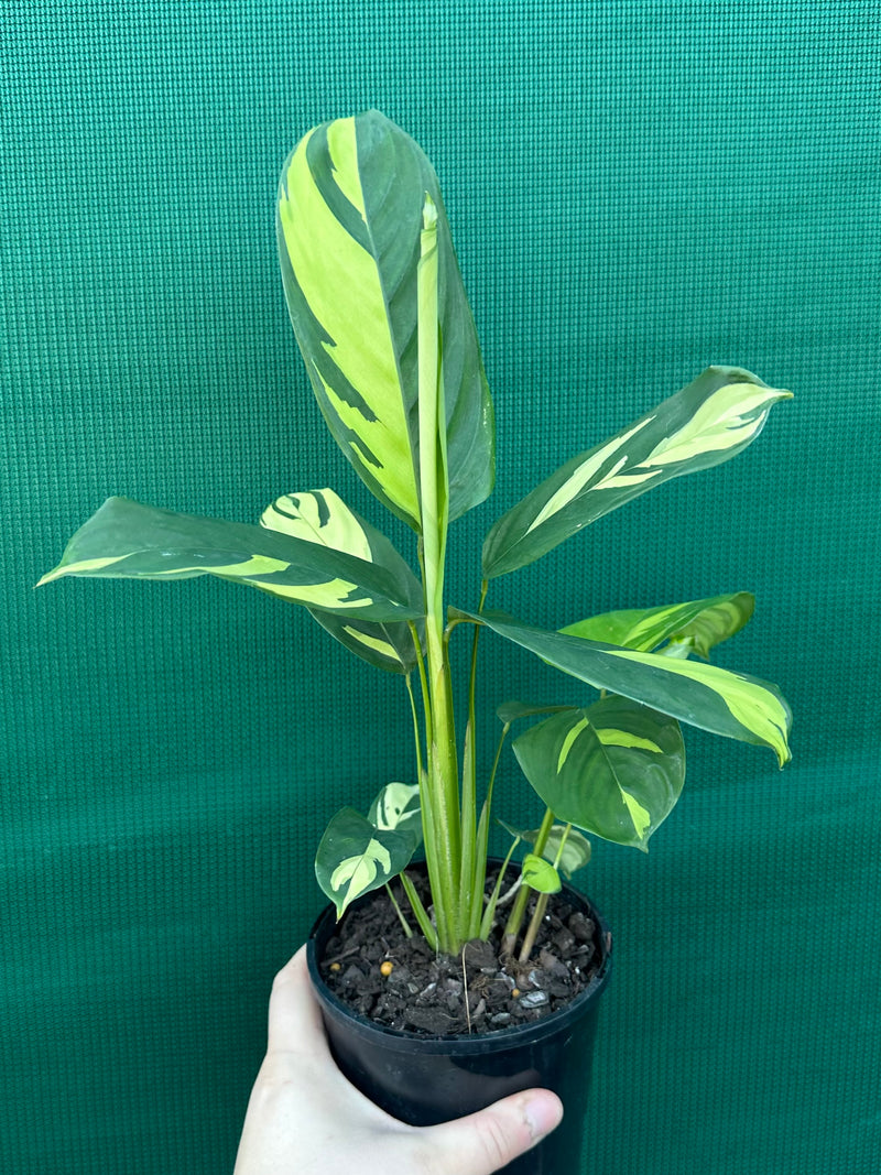 Calathea Pilosa ‘Golden Mosaic’