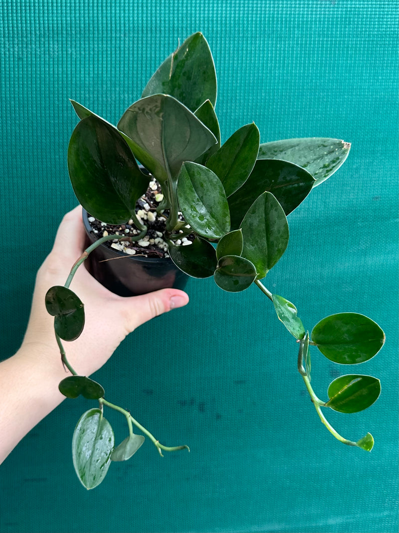 Schindapsus Treubii Dark Form