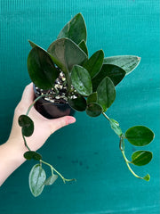 Schindapsus Treubii Dark Form