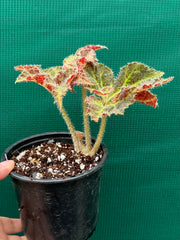 Begonia ‘Amber Lake’