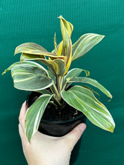 Cordyline fruticosa ‘Miss Andrea’ NEW