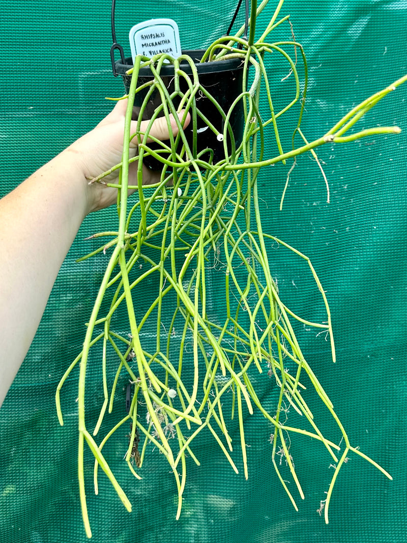 Rhipsalis Micrantha f. Villarica