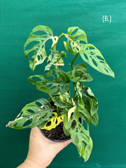 Monstera ‘Adansonii’ Variegated Albo