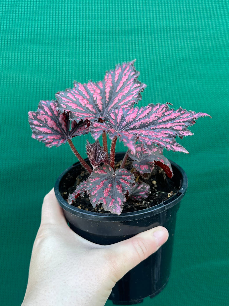 Begonia ‘Bewitch Red Black’ NEW