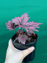 Begonia ‘Bewitch Red Black’ NEW