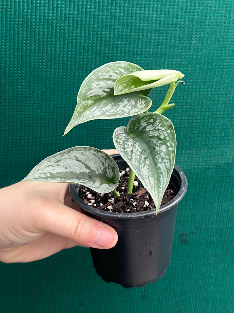 Schindapus Pictus Exotica