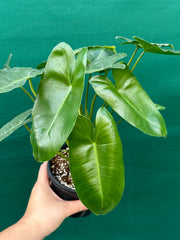 Philodendron ‘Burle Marx’