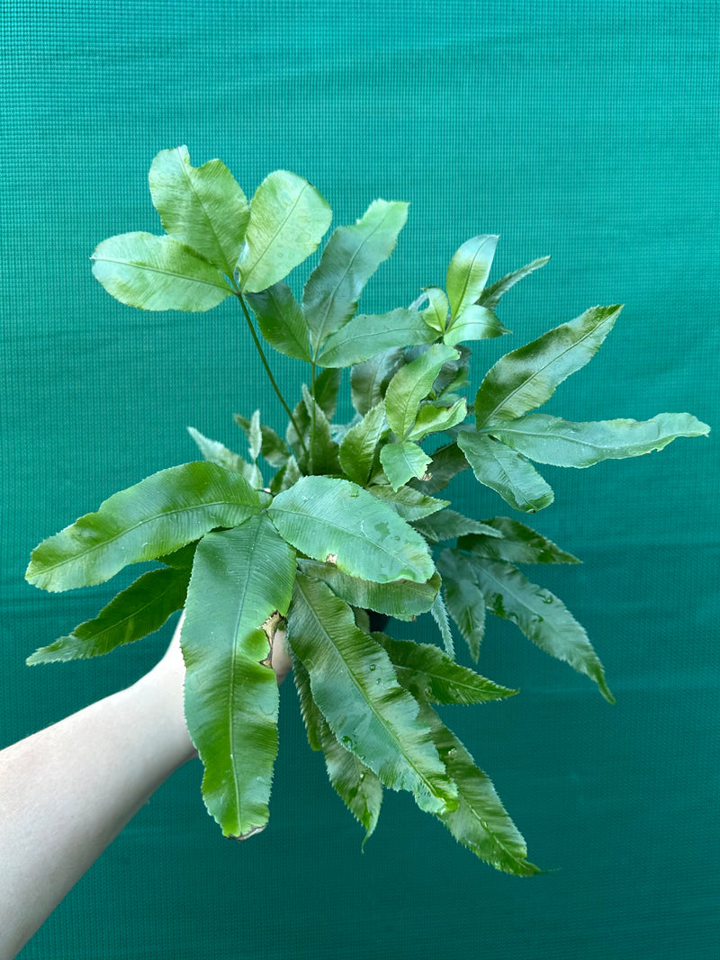 Pteris Fern Unknown 5