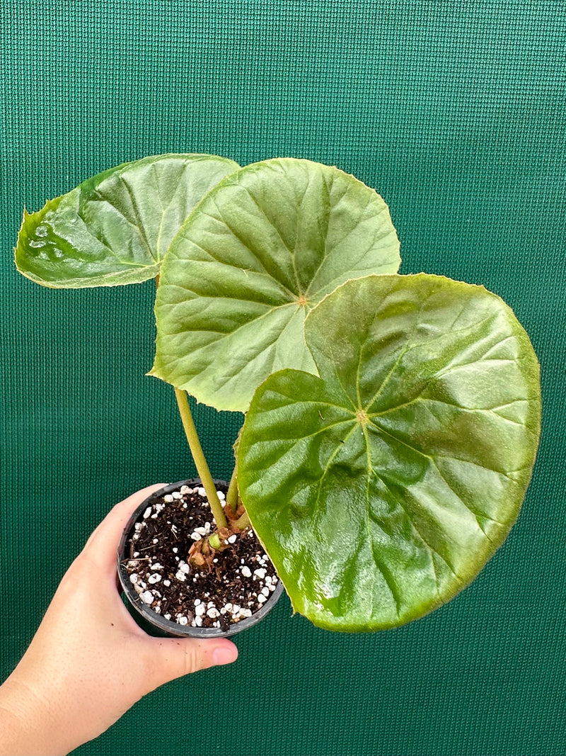 Begonia nelumbiifolia NEW