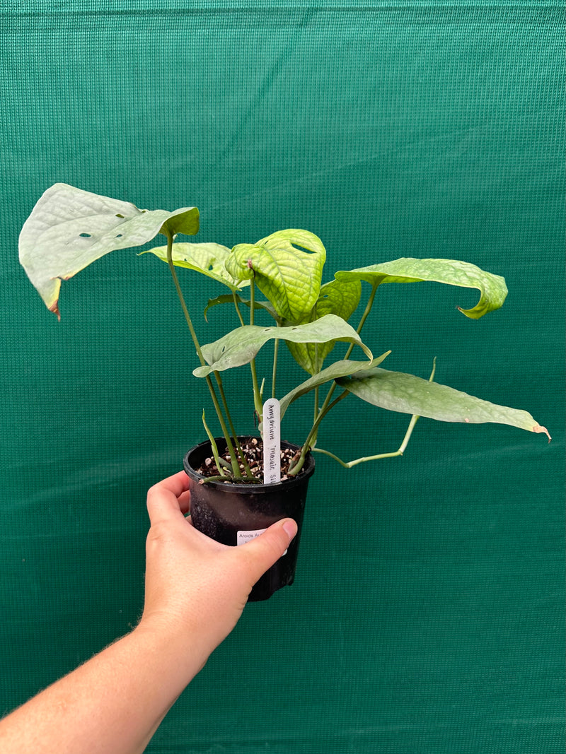 Amydrium ‘Mosaic Silver’