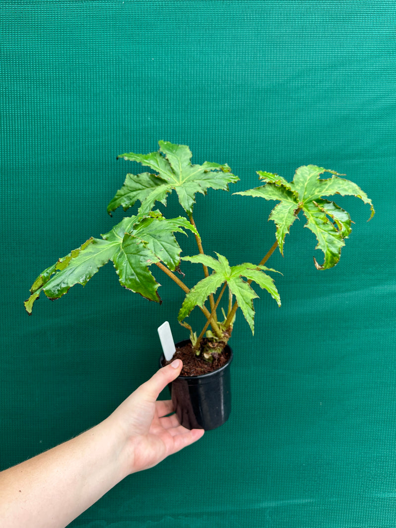 Begonia ‘RB Hybrid 456’