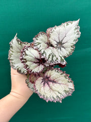 Begonia NOID 37