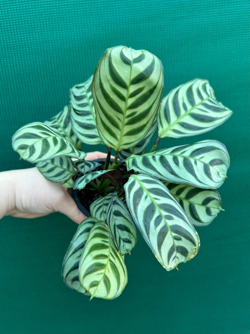 Ctnenanthe ‘Burle-Marxii’