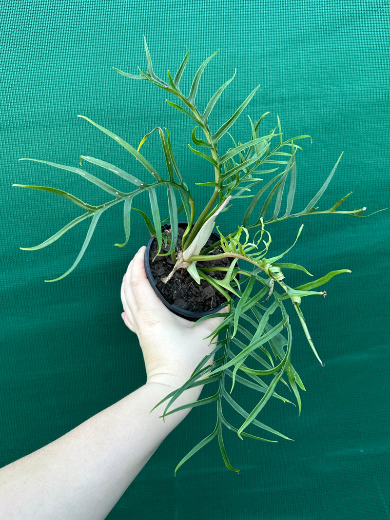 Philodendron ‘Tortum’