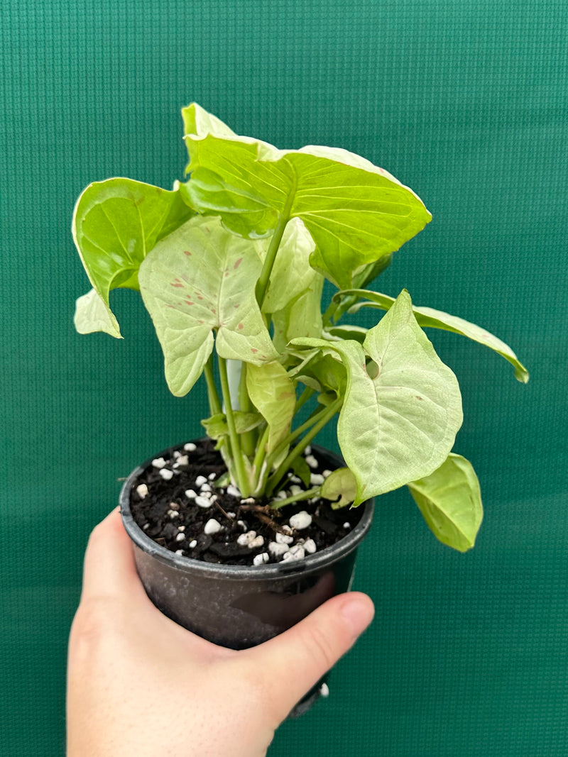 Syngonium ‘Confetti’